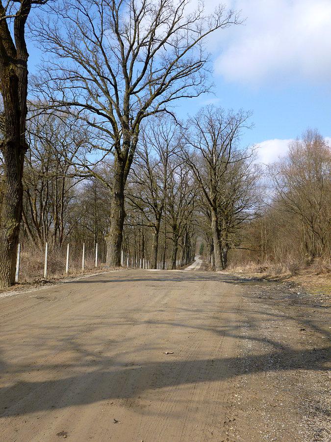 Wcieło asfalt