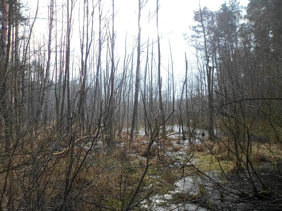 Fragment Kampinoskiej Puszczy