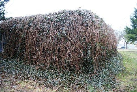 Zasłonięty bunkier