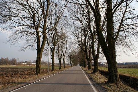 Aleją lipowo - klonową