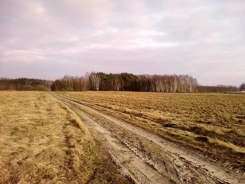 Ścięta plantacja wierzby energetycznej