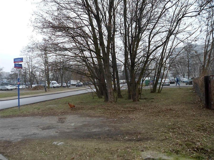 Warszawa, Bródno-Podgrodzie ul. Ostródzka róg Tokarzy