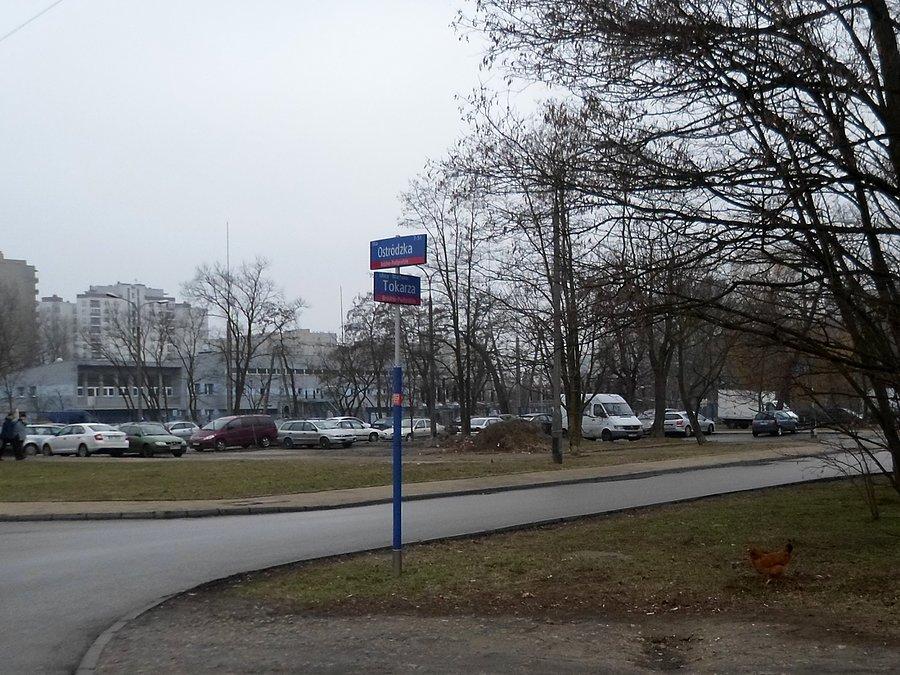 Kokoszka na Bródnie