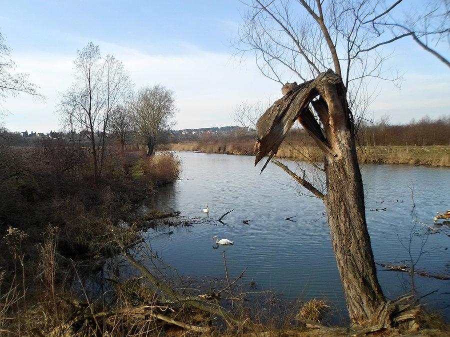 Zdjęcie dla łabądków