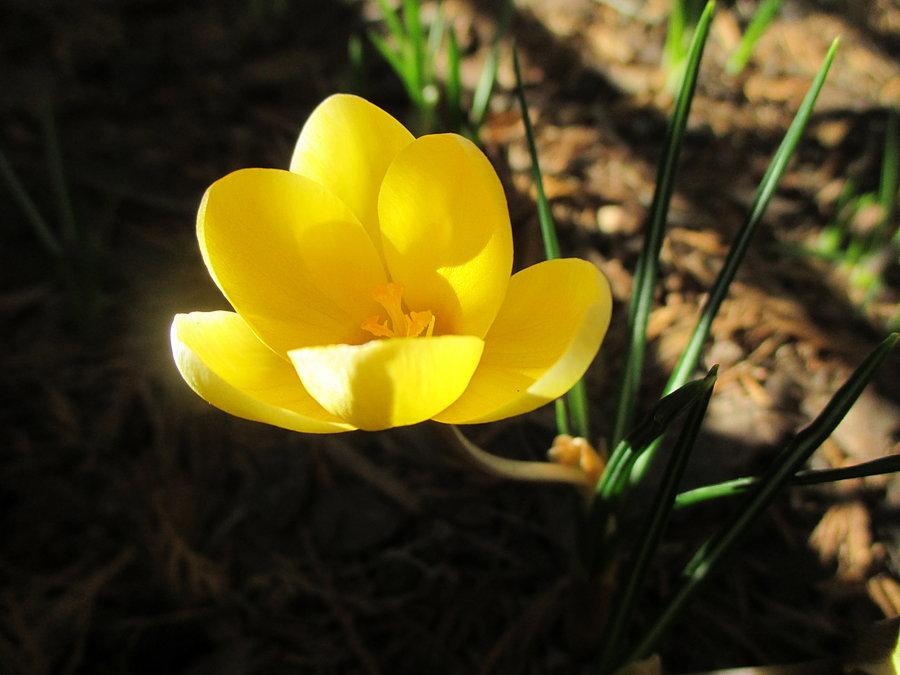 Krokus w rozkwicie
