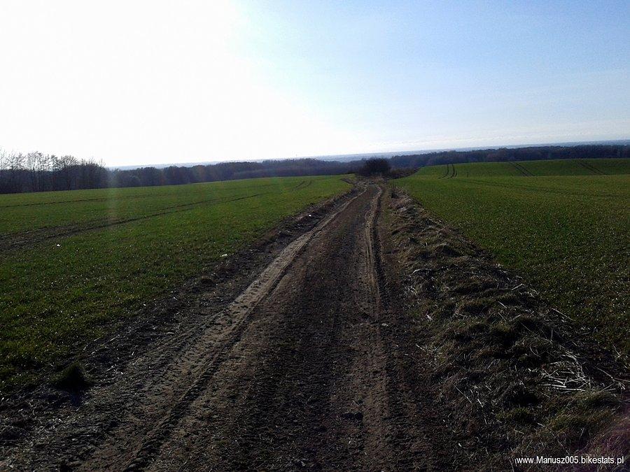 Modrzewina
