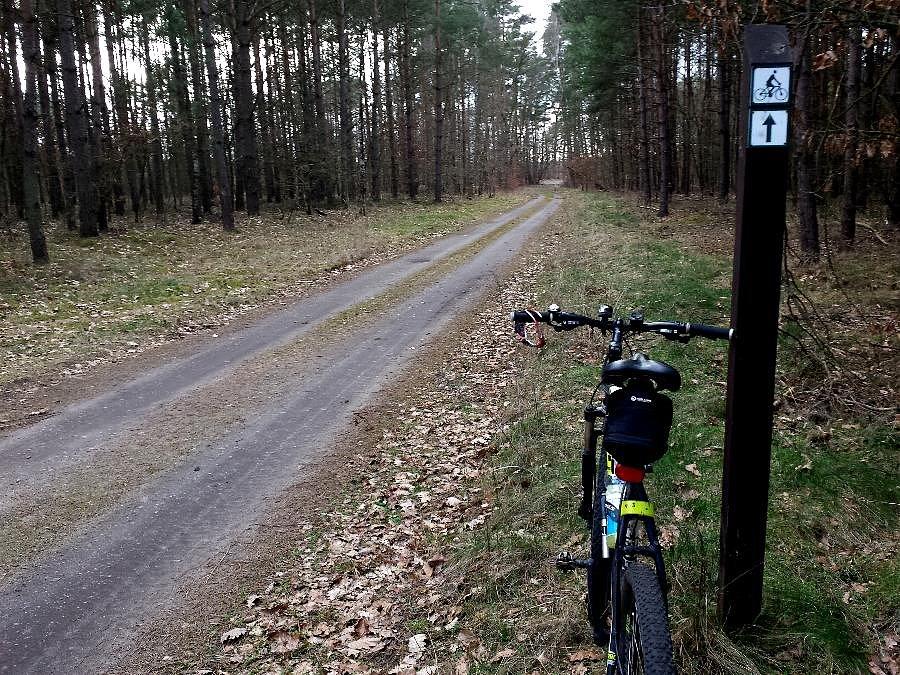 Leśna rowerostrada za Poczerninem