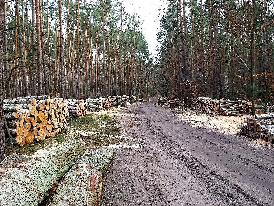 Po wycince między Cisewem a Miedwieckiem