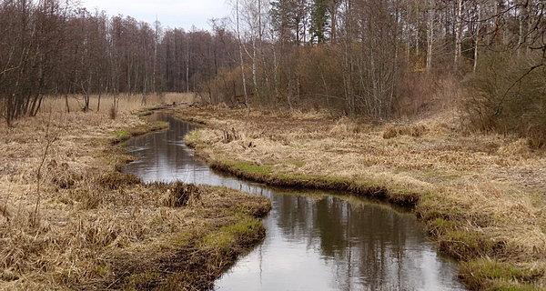 Widok z mostku przy starej leśniczówce
