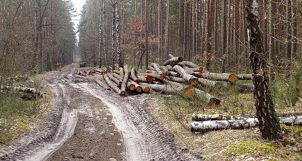 Na zielonym szlaku turystycznym