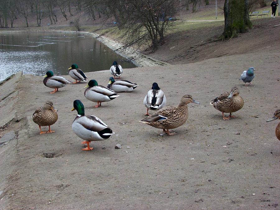 Kaczuszki nad Rusałką