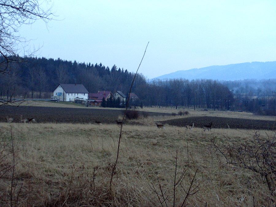 I po drodze dołączamy do grupy saren jakieś 15 sztuk które podążają tam gdzie my czyli na piwko ;))). Dzięki Ryjek za krótki wypad