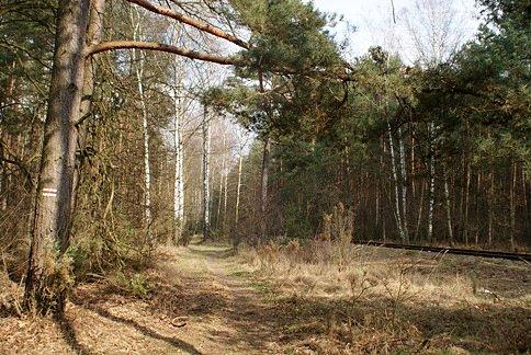 Wzdłuż torów