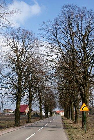 Aleją drzew