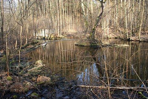 Przeważają tutaj tereny bagienne