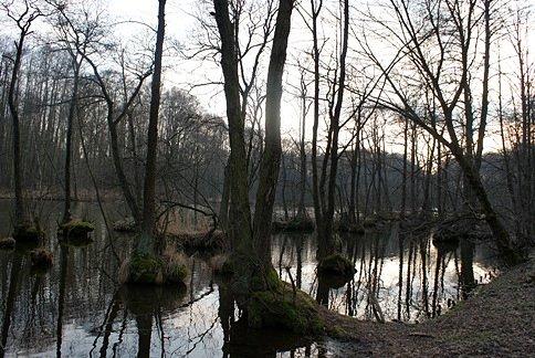 Rezerwat Niebieskie Źródła wieczorową porą