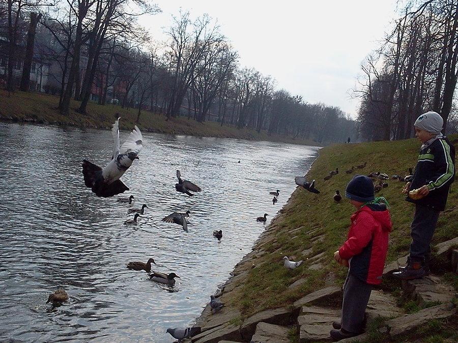 Karmienie kaczek i gołębi