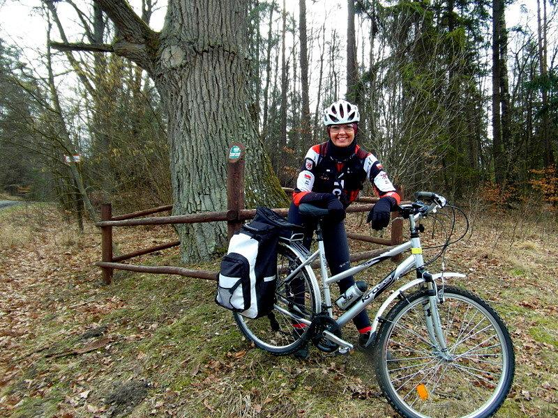 Okazały dąb na trasie- pomnik przyrody