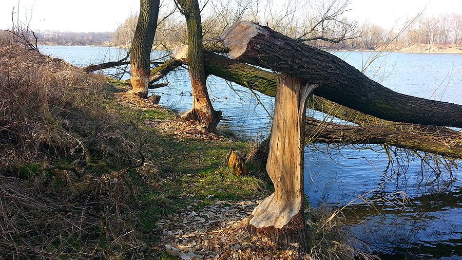 Antosovice, bobry pracują