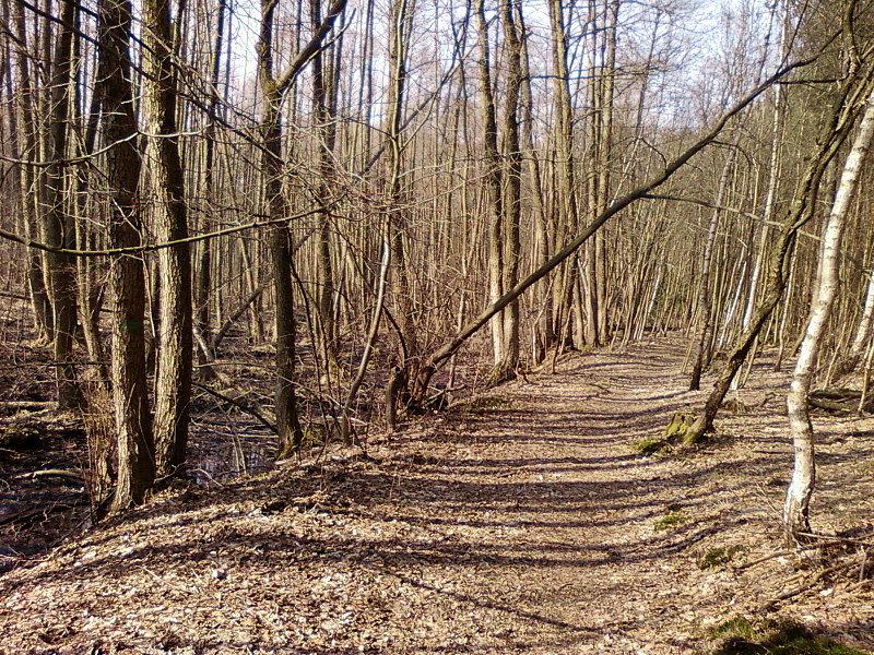 Grądy nad Lindą
