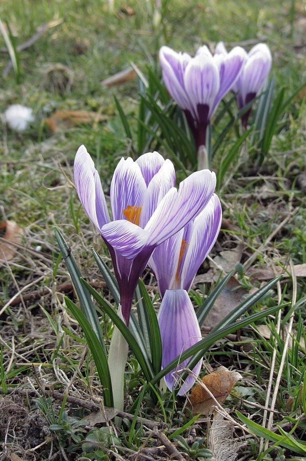 Krokusy w parkach