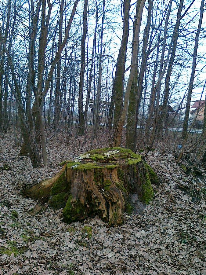 Pień obrosnięty mchem