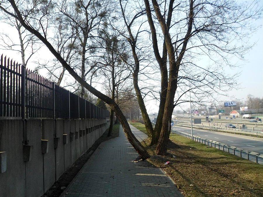 Uwaga drzewo! - (dotyczy rowerzystów)