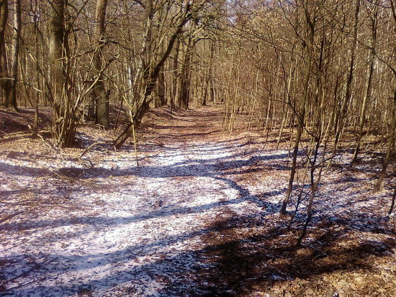 Śnieg pod drzewami