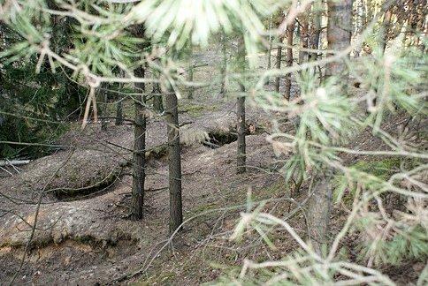 Widok z potężnego wału na okopy leśne