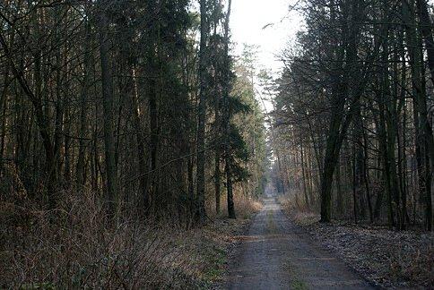 Leśną drogą do bunkrów w Skrzynkach
