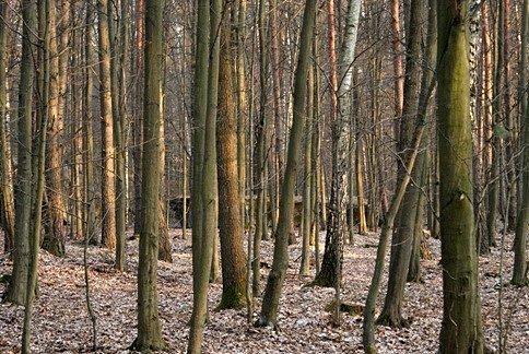 Opuszczam teren bunkrów