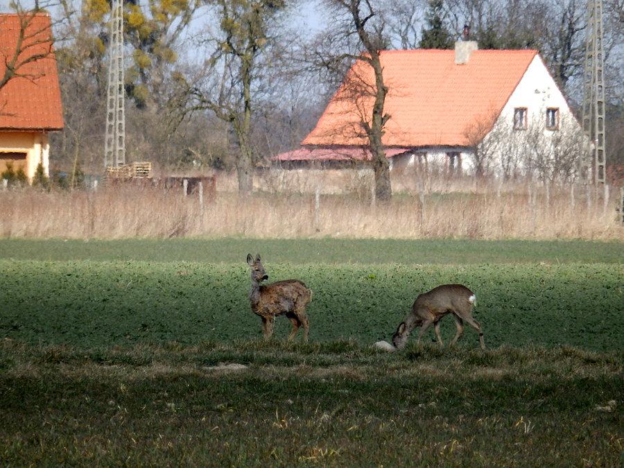 Sarny pod Krępicami