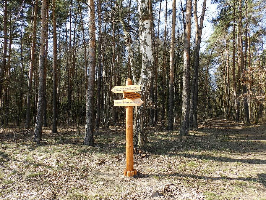Drogowskaz w Lesie Mrozowskim