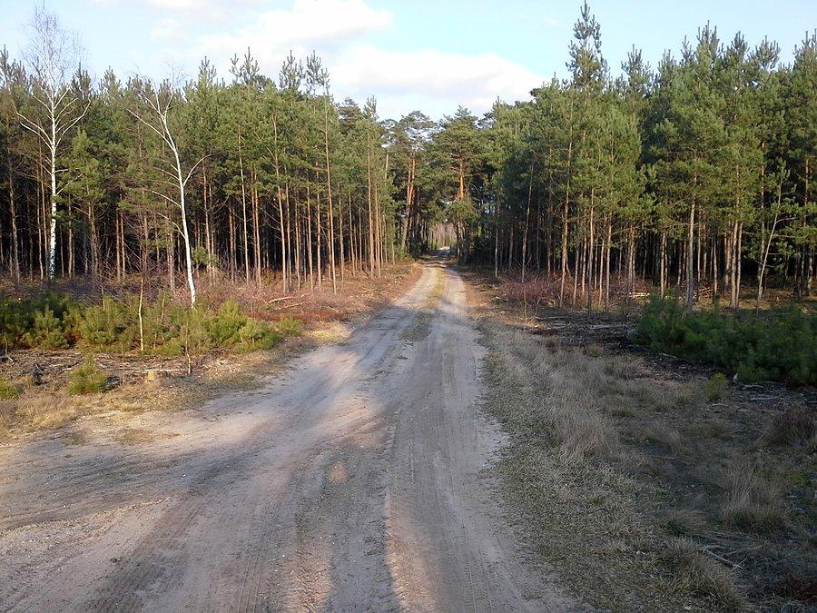 Słoneczna leśna droga