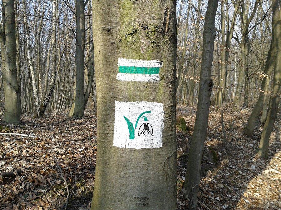 Szlak ze śnieżycą