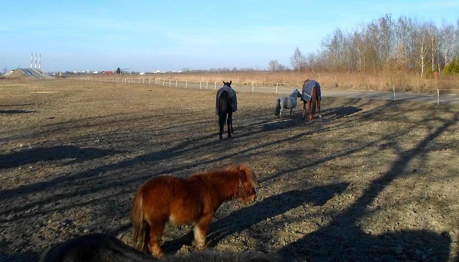 Mały, włochaty i smutny