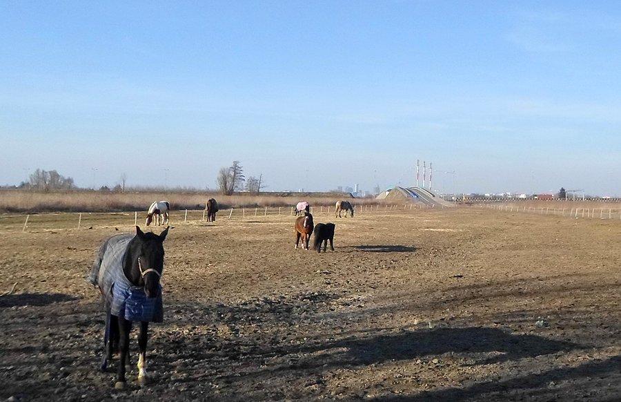 Koń jaki jest, każdy widzi
