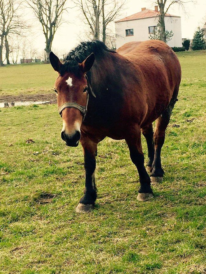 Koń w Rybakach