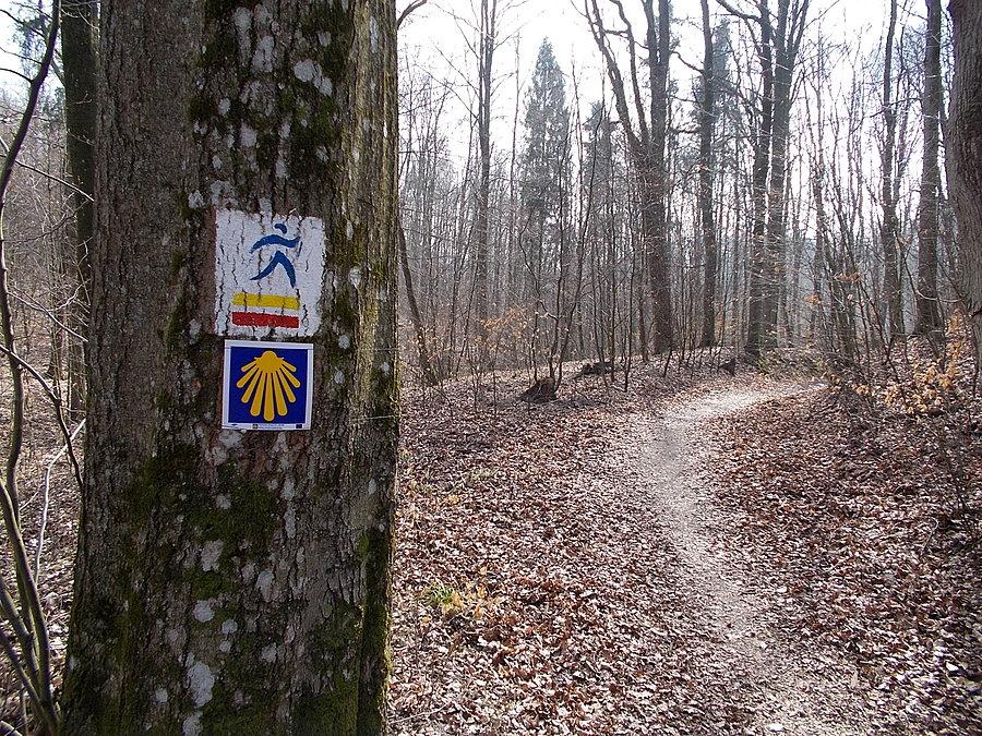 Elbląski odcinek Pomorskiej Drogi Świętego Jakuba - Bażantarnia