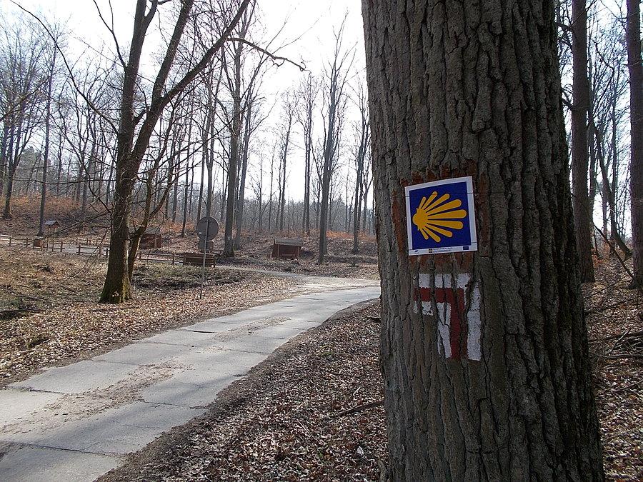 Elbląski odcinek Pomorskiej Drogi Świętego Jakuba - ulica Jagodowa