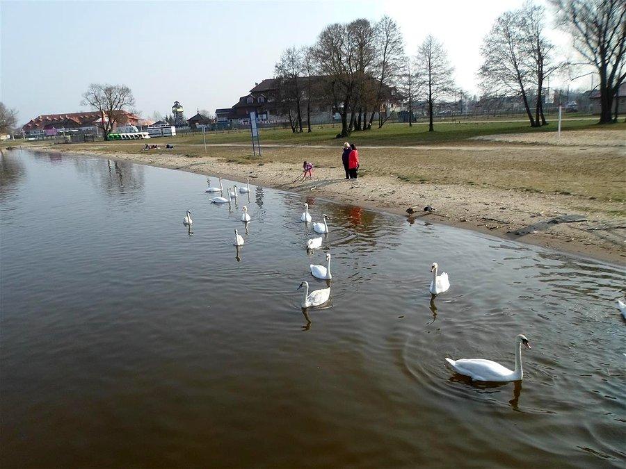 Zdjęcie dla łabądków w Nieporęcie