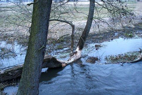Bobrza sprawka :)