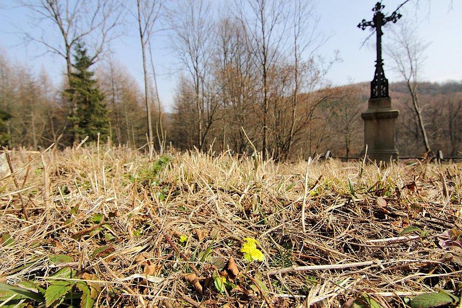 Śledziennica Skrętolistna na cmentarzu wysiedlonej wsi Darów