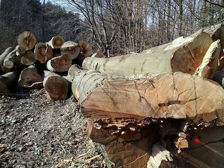 Duże drzewa wycięli w okolicy Herbów