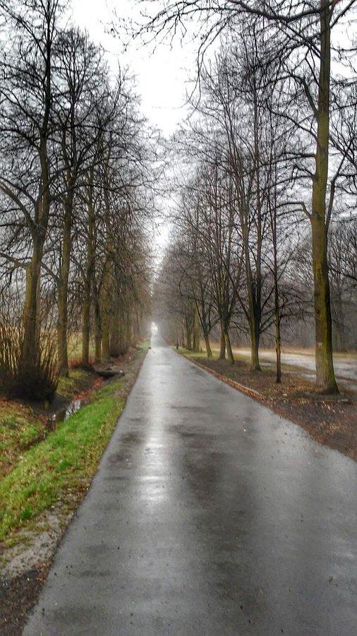 Ścieżka w lasku makoszowskim
