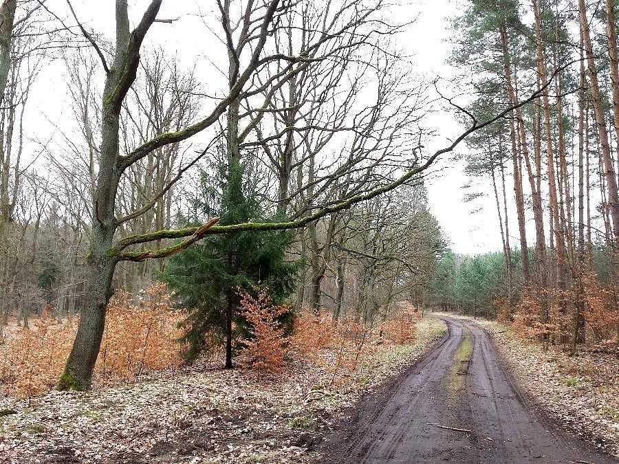 Las w okolicy Niedźwiedzia