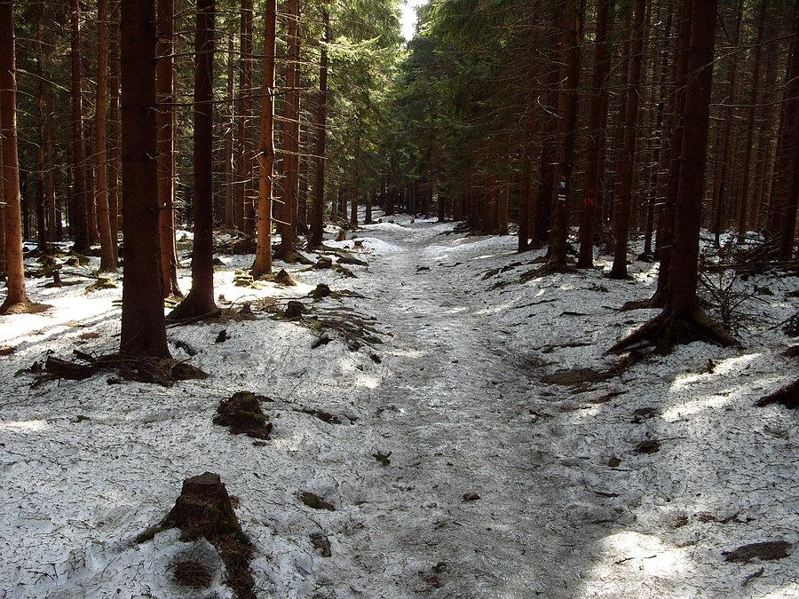 I tak wyglądała ścieżka zjazdowa na przełęcz, środek ścieżki to sam lód, więc pod drzewo, wygięcie i 10 za super pomysł ;)