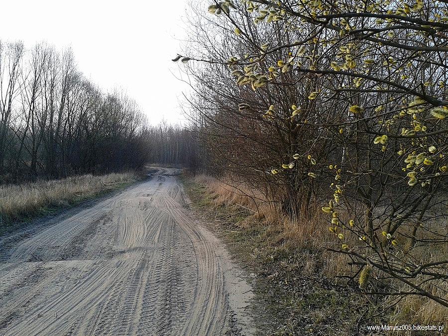 Modrzewina - Elbląg