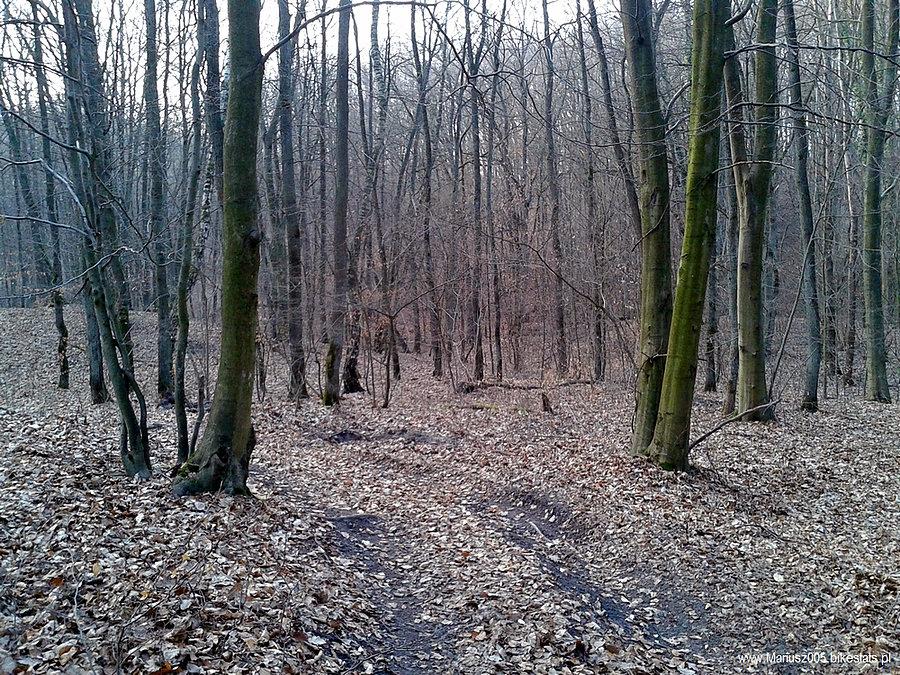 Modrzewina - Elbląg