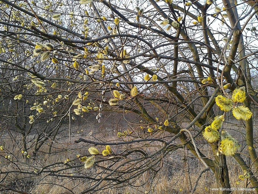 Modrzewina - Elbląg